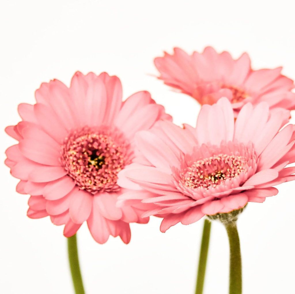 Gerber Daisies - Membership Toolkit