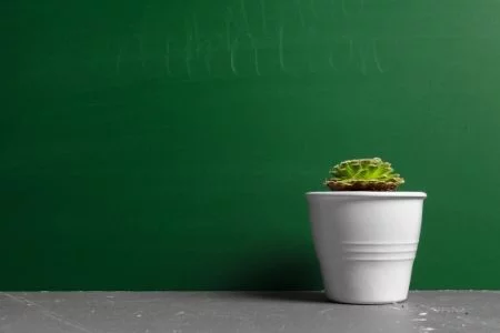 Thank your teacher with a plant. Image of a potted plant.